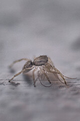 Fotografia Macro ...