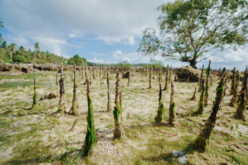 Fototapeta na wymiar Seascape with mangrove trees on low tide beach.