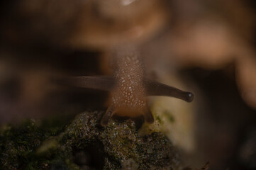 Fotografia Macro flores e Insetos ...