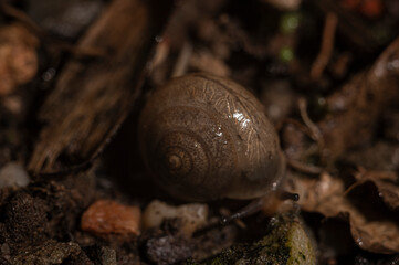 Fotografia Macro ...