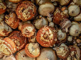 a cluster of gladiolus flower bulbs