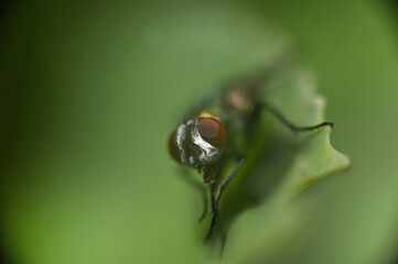 Fotografia Macro ...