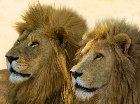 Portrait of two lions side by side, South Africa