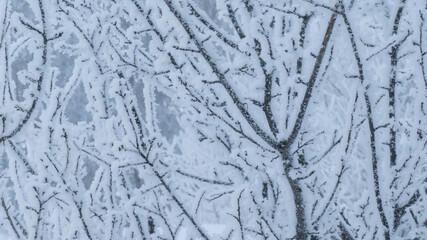 winter river in snowfall and snow tree