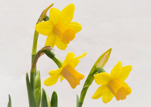 Hermosos narcisos amarillos sobre fondo blanco