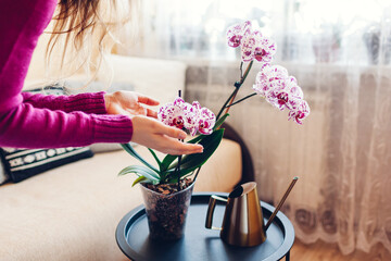 Woman admires blooming orchid touching blossom. Girl taking care of home plants and flowers checking their condition. - obrazy, fototapety, plakaty