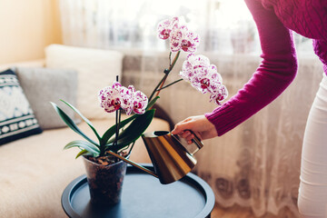 Woman watering blooming orchid from metal watering can. Girl taking care of home plants and flowers - obrazy, fototapety, plakaty