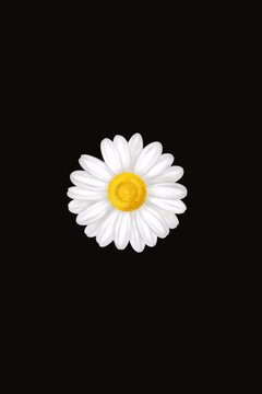 Beautiful floral of white  daisy flowers on black background. concept romantic, spring, web banners, covers, screensavers