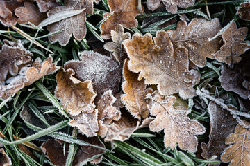 Dry brown oak leaves with icing.