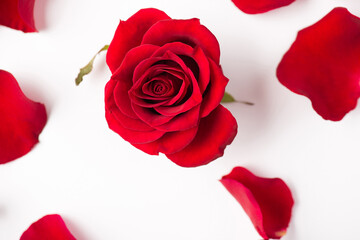 Photo overhead of roses and petals isolated on the white background