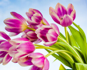 fresh blooming tulips in spring