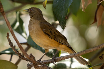 Primer plano de un pájaro primavera encaramado en un árbol bajo la luz del sol