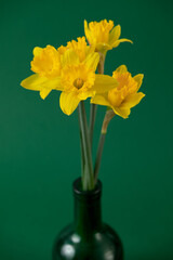 Narcissus yellow flower on the green background