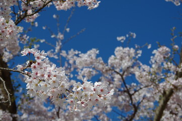 青空と満開の桜