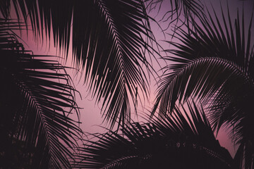 abstract background of vibrant palm trees in artificial light electric summer