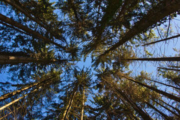 Obraz premium Baum Himmel 