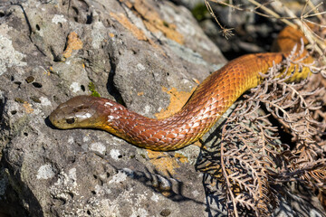Australian Eastern Tiger Snake basking on rock