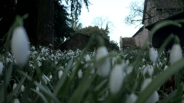 Early Spring Snowdrops Near Historic Church in Shropshire UK