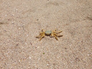 crab on the sand