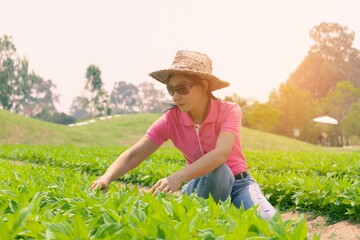 Young woman farmer Vegetable picking in farm with sunlight 