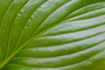Close-up beautiful green leaf spring background