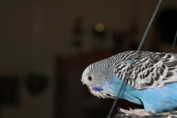 Wellensittiche in der wohnung