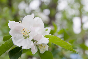 Beautiful tenderness spring floral background with apple flowers blooms on green garden bokeh background