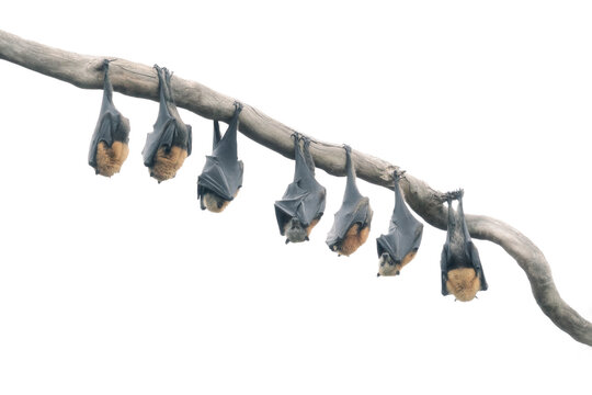 Row of seven Grey-headed flying fox bats hanging upside down on a branch in front of a white background, Australia
