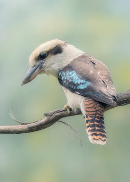 Close-up rear view of a laughing kookaburra bird perched on a branch looking sideways, Australia