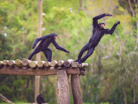 Couple of monkeys having fun in the middle of the forest.