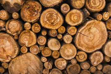 sawn tree trunks stacked in a woodpile