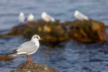 Seagulls sit on a rocky shore against the sea. The concept of wildlife conservation.