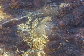 Fototapeta na wymiar Jellyfish in the sea in shallow water near the shore. The texture of water and stones.