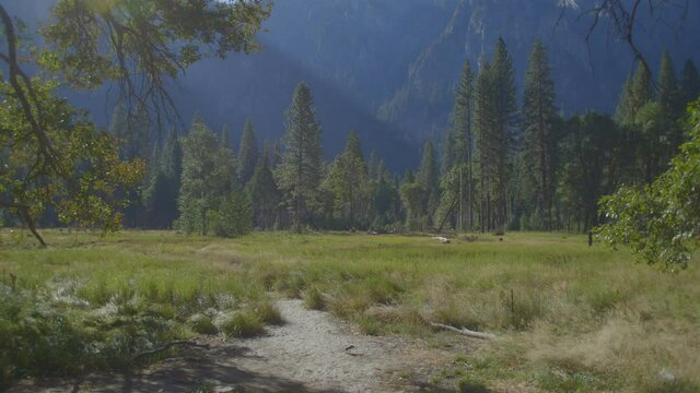 POV Walking Towards Forest Trees and Granite Cliffs at Yosemite Park