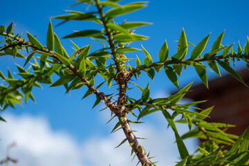 green leaves against blue sky