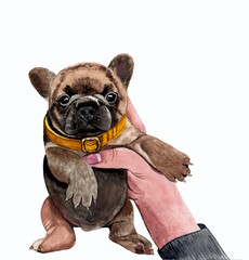 Portrait of a French bulldog puppy, isolated on a white background. Watercolour painting.