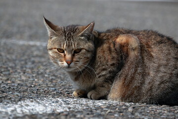 猫あんど　駐車場での出来事（４）　（高知県　室戸市　スカイライン山頂展望台）