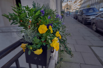 Window box with yellow, red and purple flowers in bloom with empty street in background