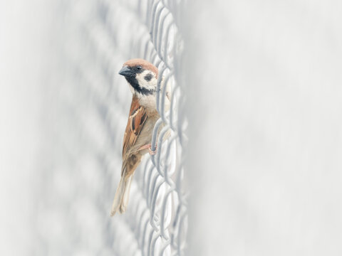 Eurasian tree sparrow (Passer montanus) perched on wire mesh fence, Australia