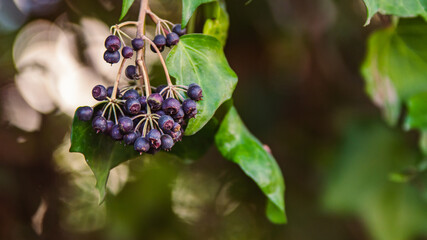 blue and purple flowers