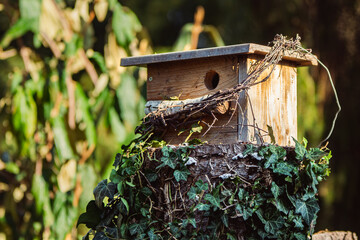 feeder in the garden