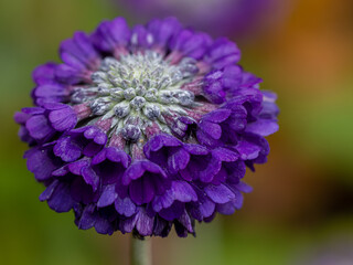 Primula capitata against creamy background