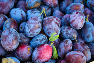 Ripe plums. Plums with a few leaves. Close up of fresh plums, top view. Macro photo food fruit plums. Texture background of fresh blue plums. Image fruit product. D'Agen French prune plum.