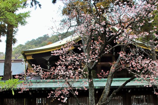 240 Best 宮地嶽神社 Images Stock Photos Vectors Adobe Stock