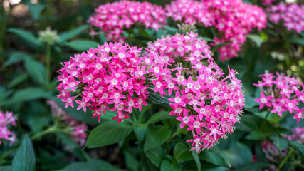 Bonitas flores de color rosa