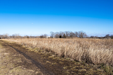 Fototapeta premium Dry wild grass and walking trail in a cold winter landscape