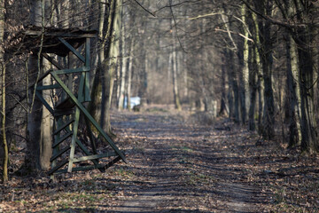 forest way, winter forest