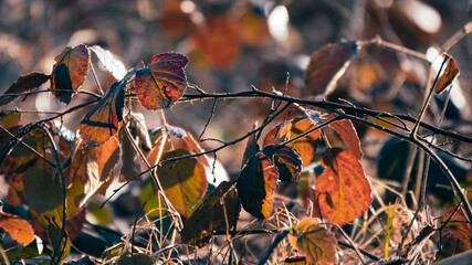 autumn leaves in the forest