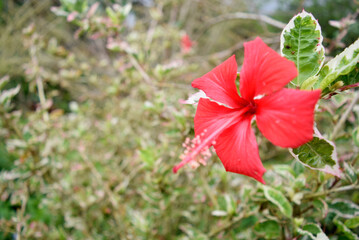 red flower in the garden