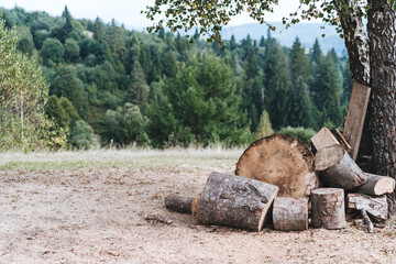 A glade in the forest with folded firewood